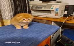 Scottish Fold cats for sale: Scottish fold looking for forever home - Image 11