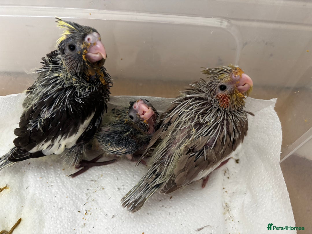 Cockatiels birds for sale: 2 months old baby cockatiel!❤️🦜 - Image 9