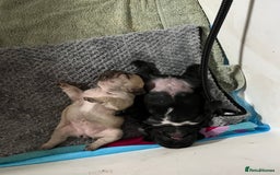 French Bulldog dogs for sale: Beautiful French bulldog puppies  - Image 17