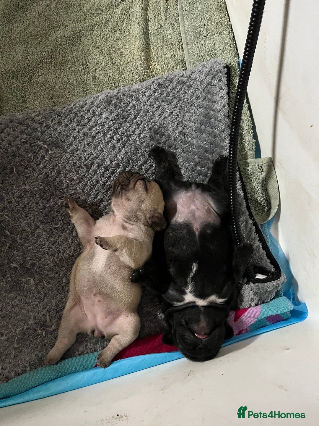 French Bulldog dogs for sale: Beautiful French bulldog puppies  - Image 17