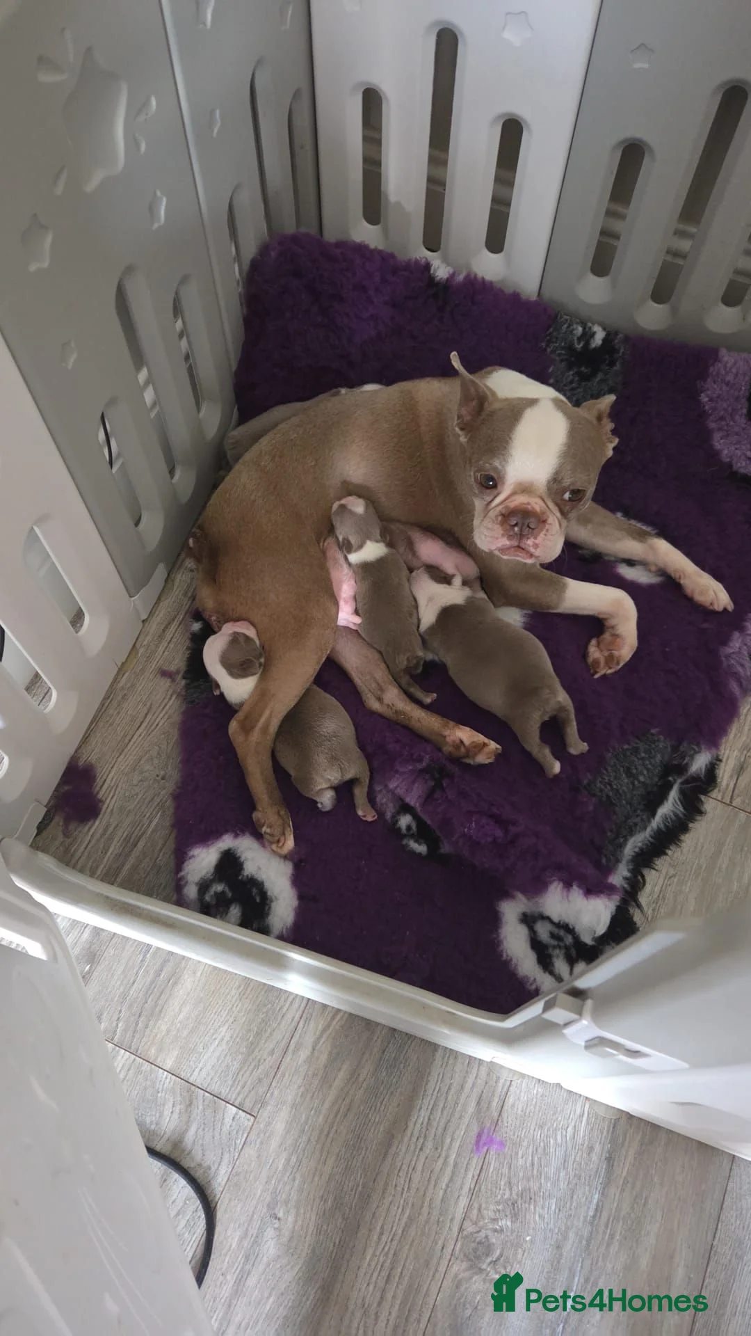 Boston Terrier dogs for sale: Beautiful baby bostons  - Advert 21