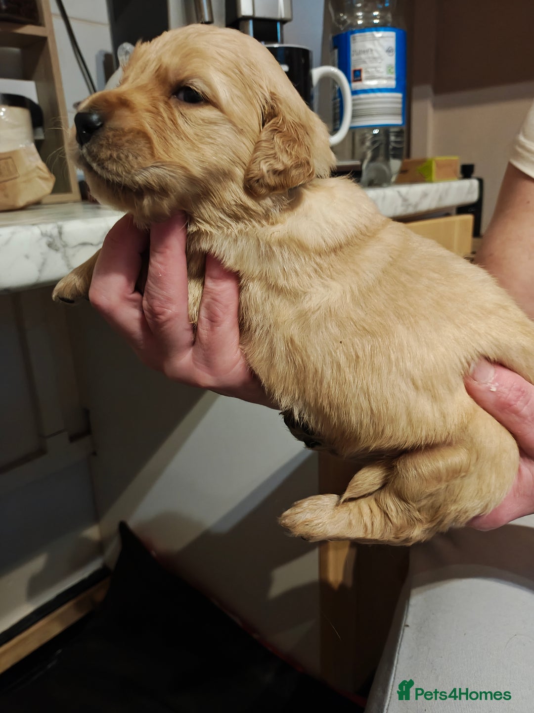 Golden Retriever dogs for sale: 10 Beautiful Golden Retriever puppies  - Advert 16