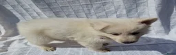 German Shepherd dogs for sale: 🔥White GSD Puppies - Ready 11th June🔥 - Advert 5