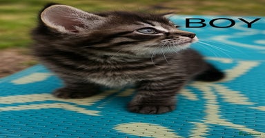 Ragdoll cats - Advert 13