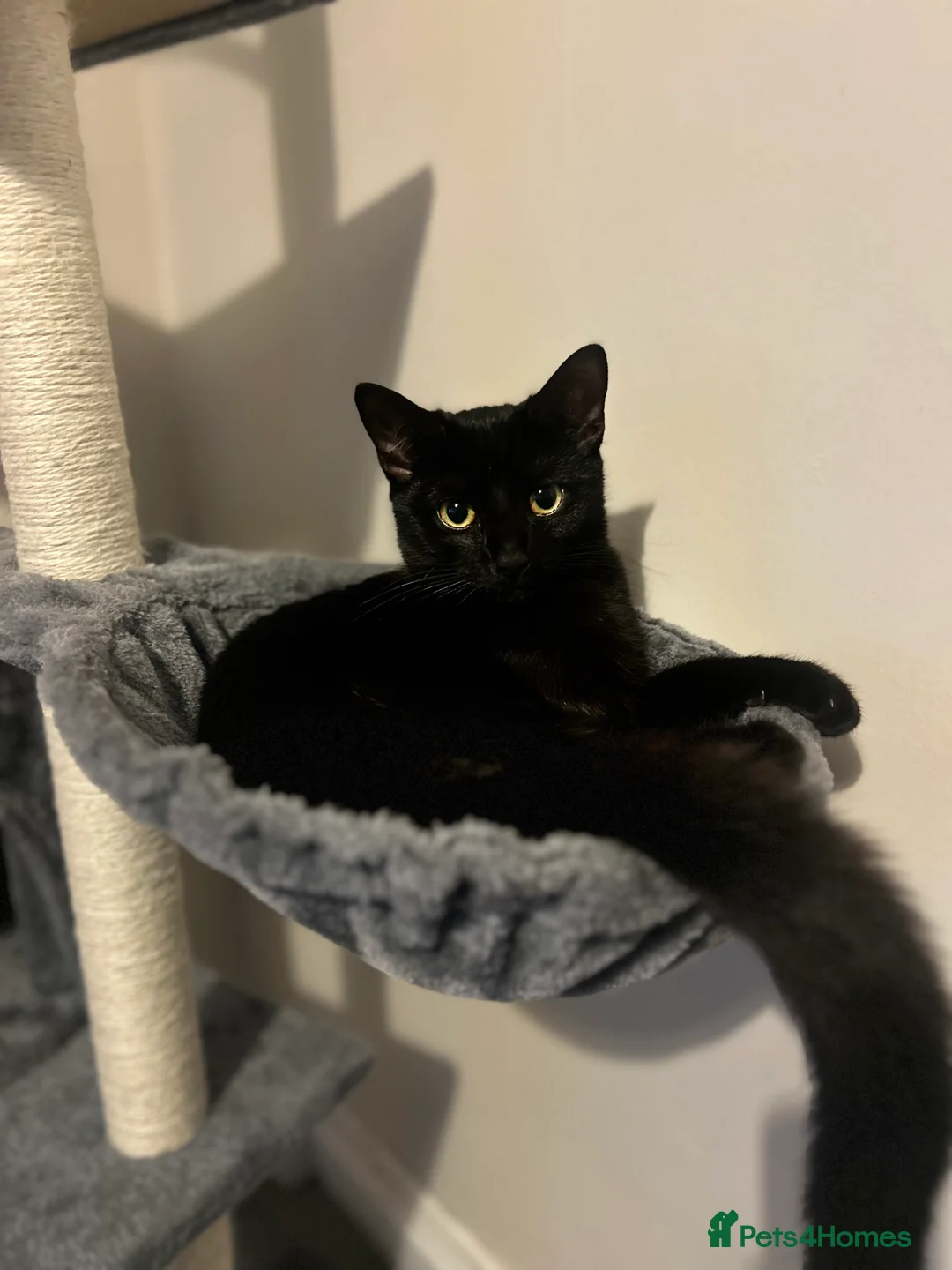 Domestic Shorthair cats for sale: Beautiful Belle  - Advert 3