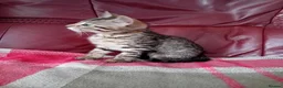 Bengal cats for sale: Bengal Kittens: Princess, Hunter & Friend - Advert 5