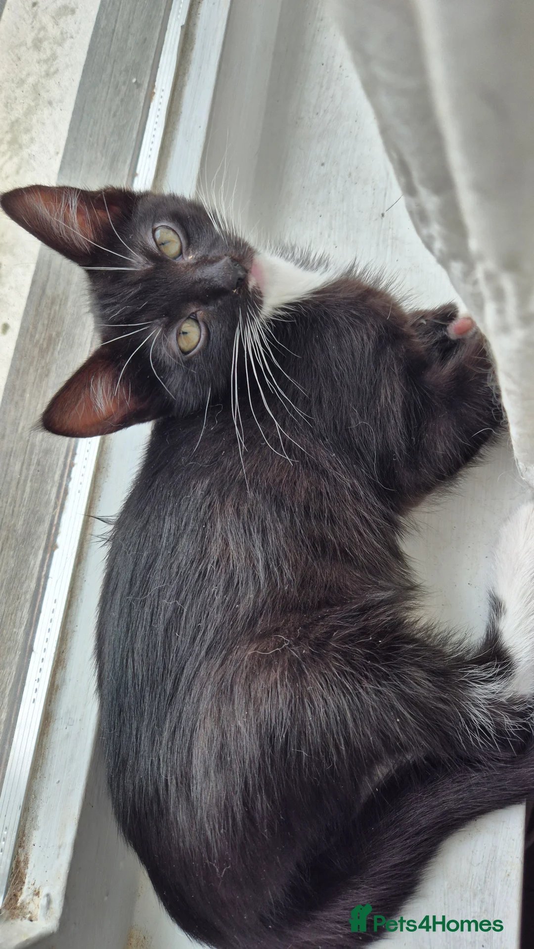 Ragdoll cats for sale: Ragdoll X Kitten - affectionate lapcat in Glasgow - Advert 2