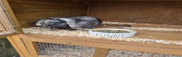 Mini Lop rabbits for sale: 2 Mini Lop Bunnies - Advert 5
