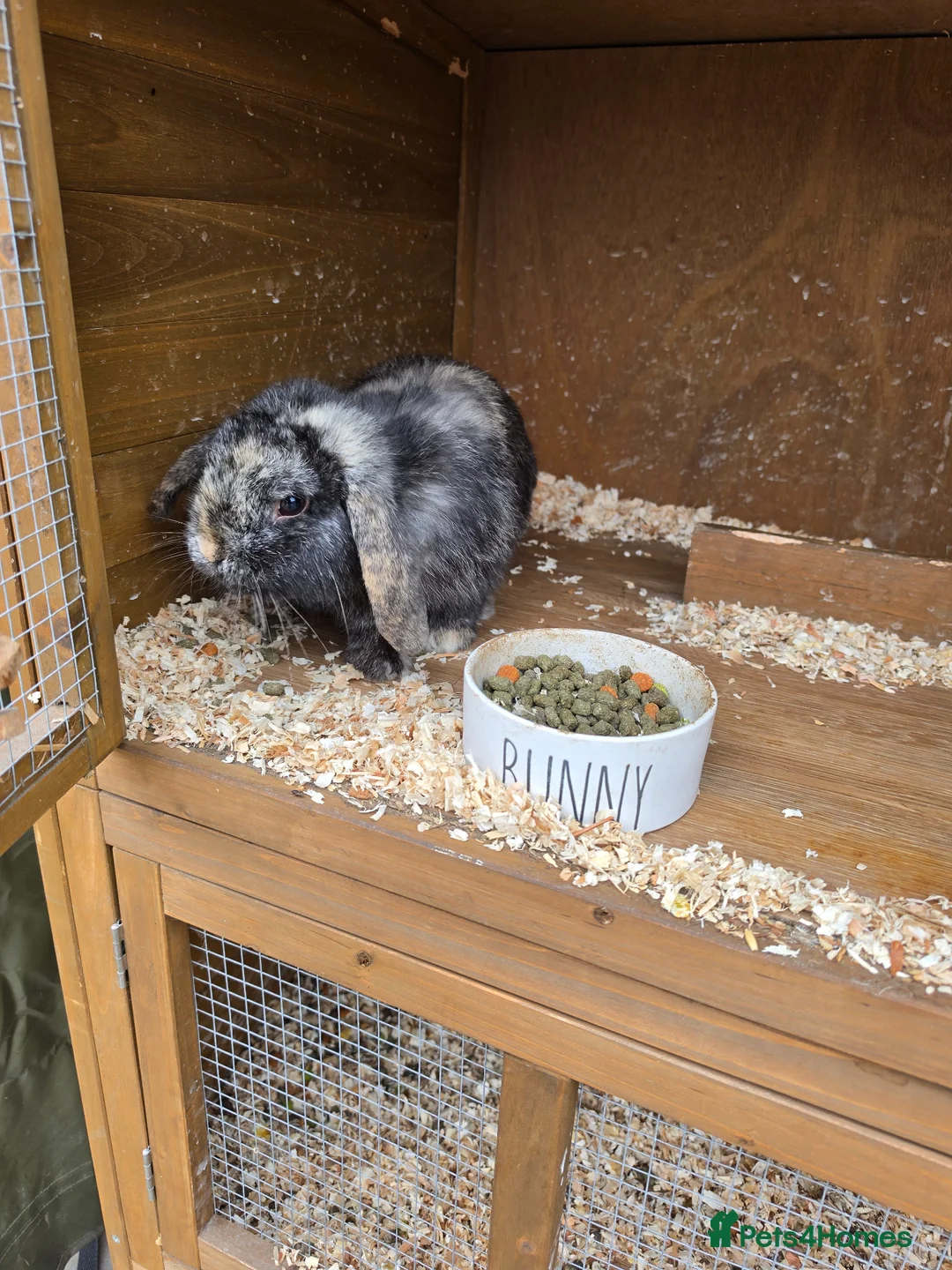 Mini Lop rabbits for sale: 2 Mini Lop Bunnies - Advert 5