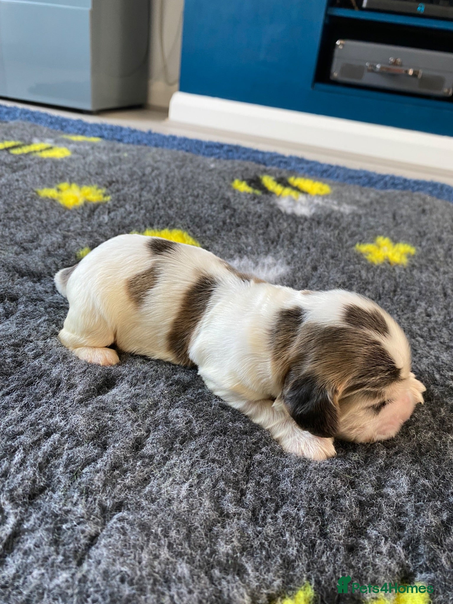 Cocker Spaniel dogs 🐶Show type KC reg vaccinated READY SOON  - Advert 2