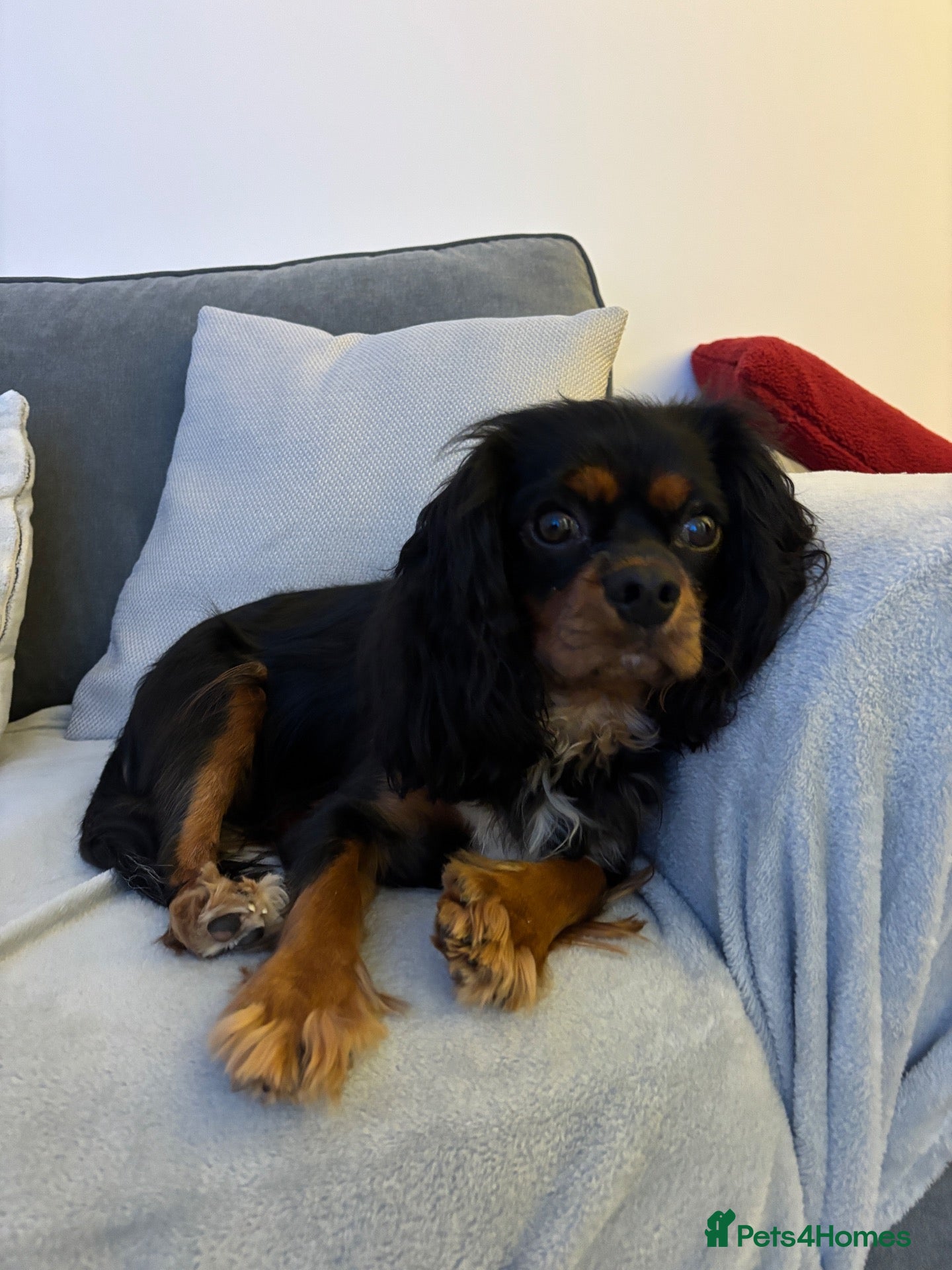 Cavalier King Charles Spaniel dogs for sale: Beautiful Intelligent Black & Tan KC Reg Cavalier - Advert 1