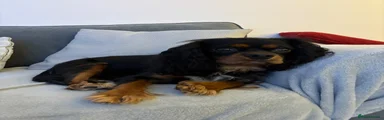Cavalier King Charles Spaniel