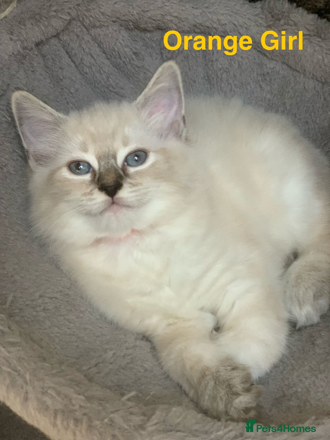 Ragdoll cats for sale: ❗️Charming Pure Ragdoll Kittens waiting love ❤️❗️ - Advert 19
