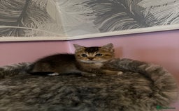 Mixed Breed cats for sale: Mixed breed kittens for sale💕 - Image 6