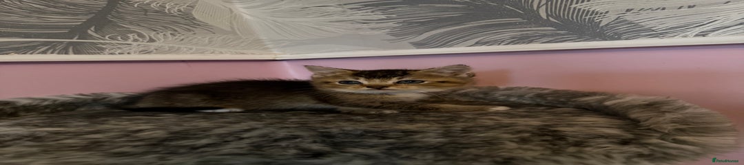 Mixed Breed Kitten 5