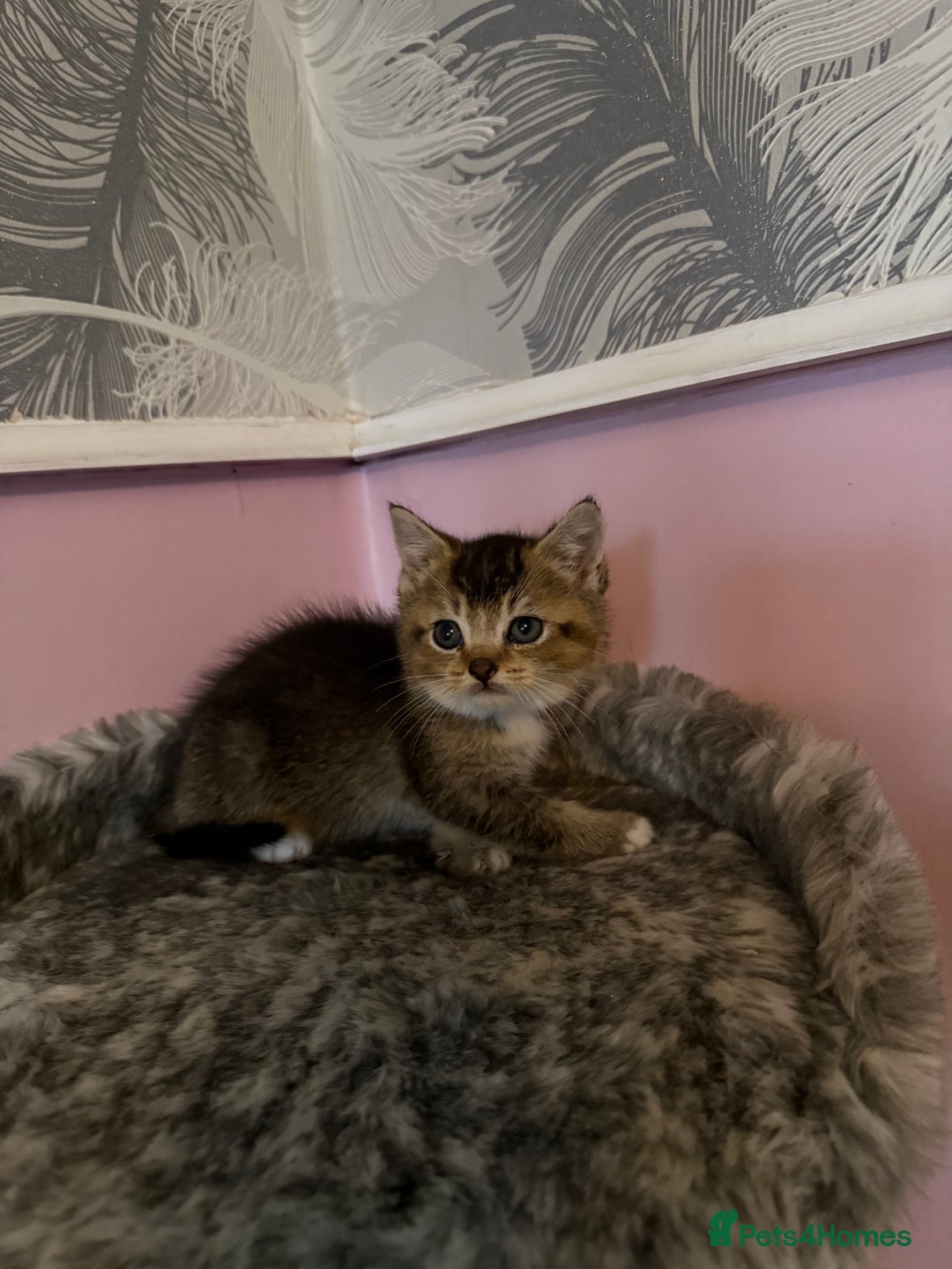 Mixed Breed cats for sale: Mixed breed kittens for sale💕 - Image 6