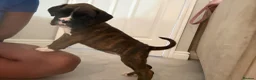 Boxer dogs for sale: ALL NOW HAVE DEPOSITS  - Advert 15