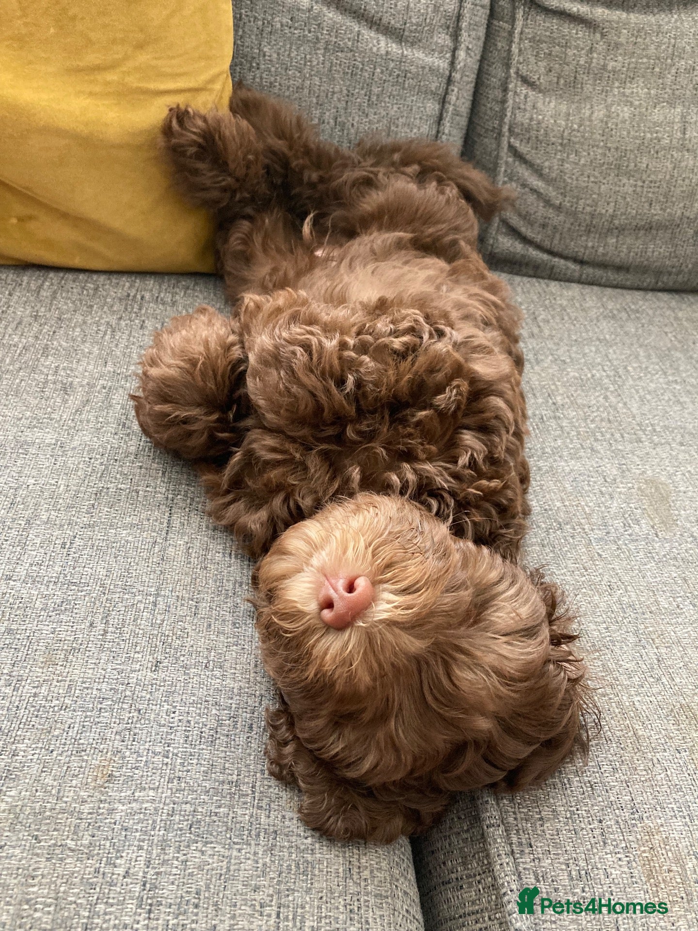 Cockapoo dogs Beautiful Chocolate Cockerpoo Puppy 10 weeks old  - Advert 2
