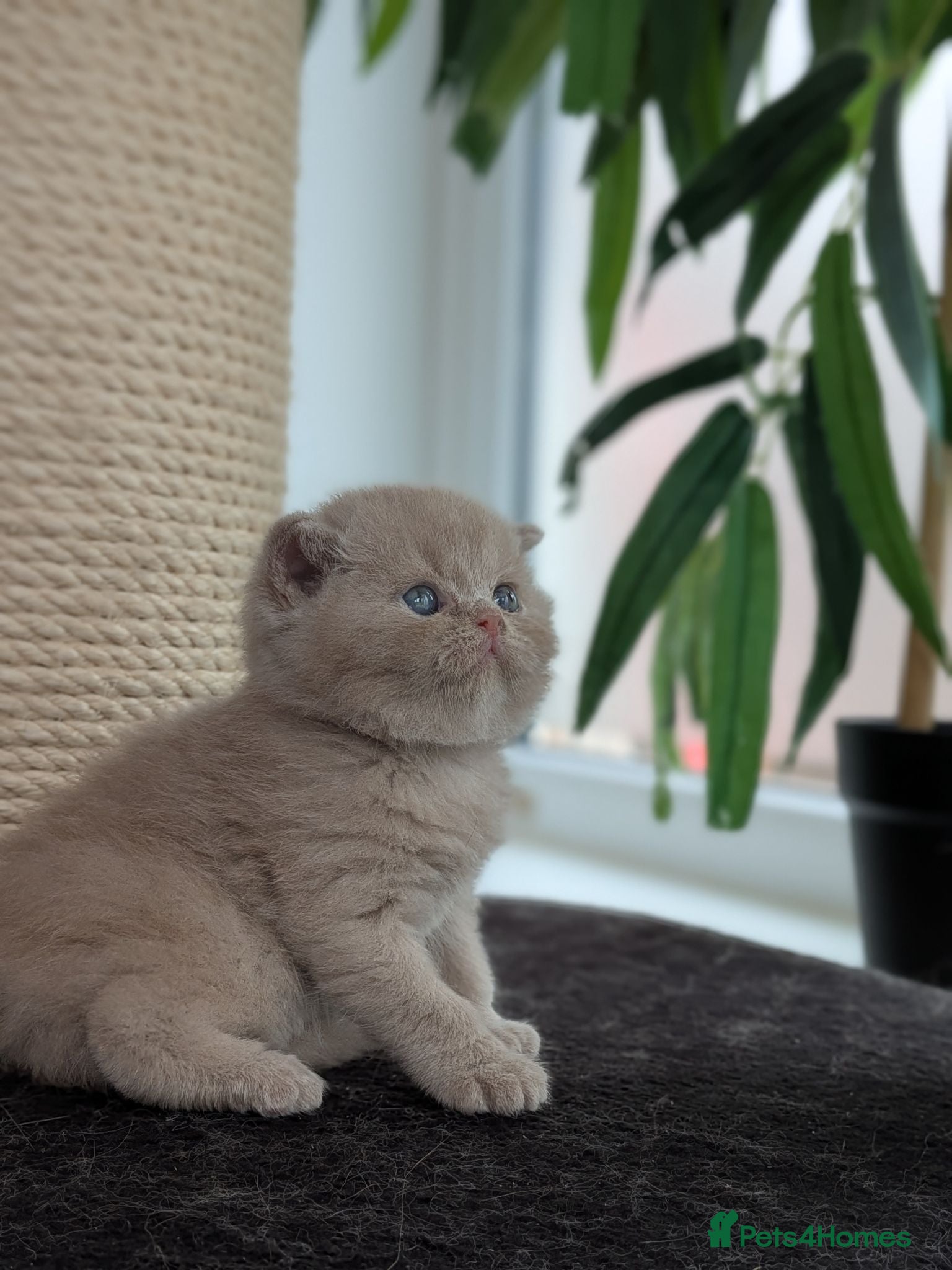 British Shorthair cats GCCF registered British Shorthair/ LH kittens  - Advert 2