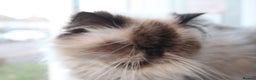 Persian cats for sale: Beautiful Female Kittens Ready for Loving Homes - Advert 36