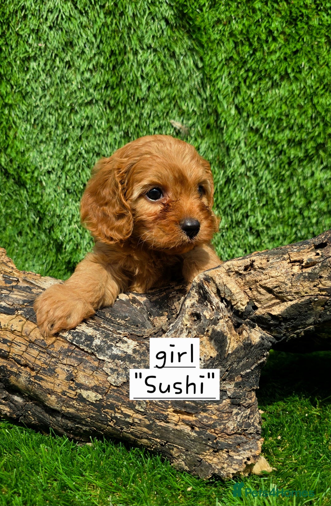 Cavapoo dogs for sale: TOY F1 RED CAVAPOOS extensivly dna clear. - Image 7