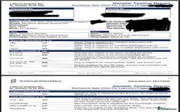 Miniature Dachshund dogs for stud: ⭐️ TRIGGER⭐️ smooth hair Isabella & Tan STUD in Mexborough - Image 3