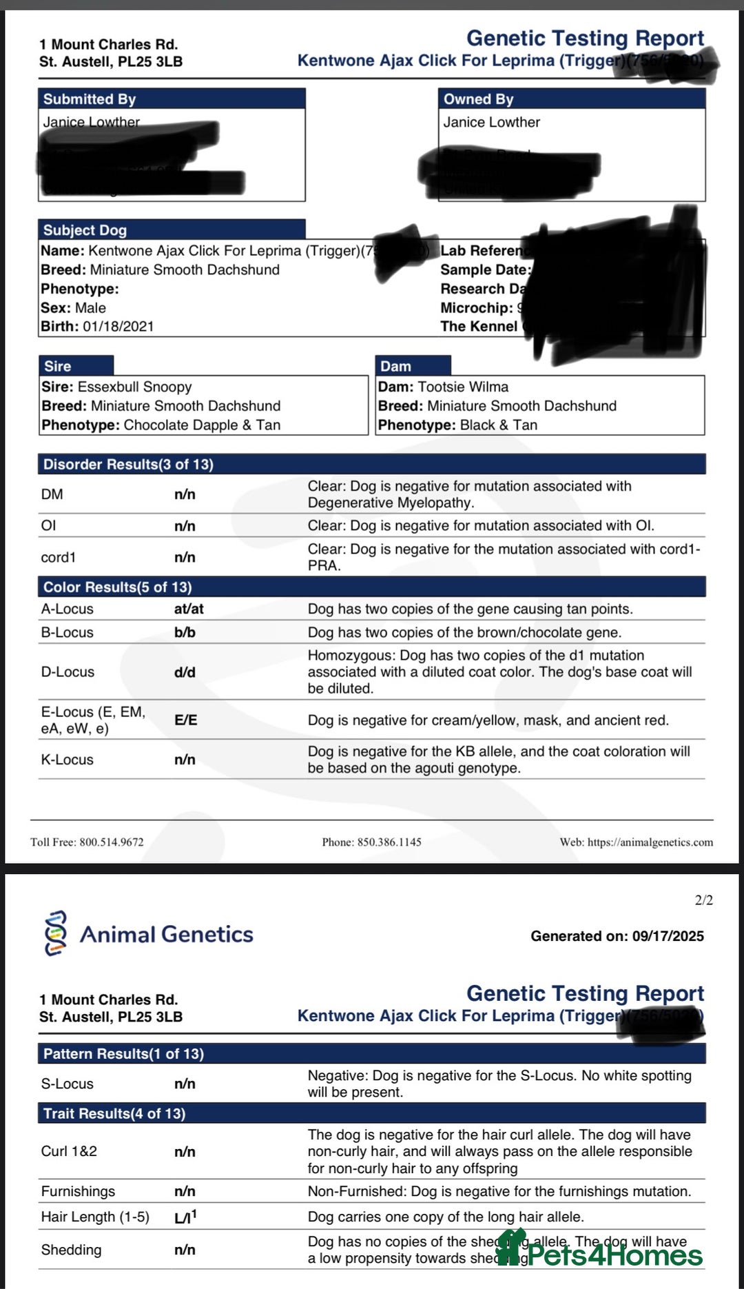 Miniature Dachshund dogs for stud: ⭐️ TRIGGER⭐️ smooth hair Isabella & Tan STUD in Mexborough - Image 3