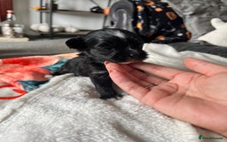 Mixed Breed dogs for sale: Maltese cross Chinese crested puppies for sale - Image 6