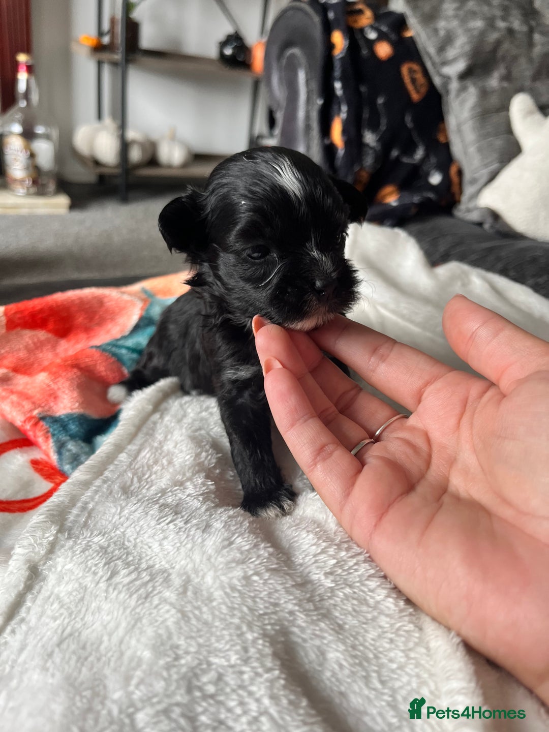 Mixed Breed dogs for sale: Maltese cross Chinese crested puppies for sale - Image 6