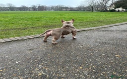 American Bully dogs for sale: American Pocket Bully - Image 5