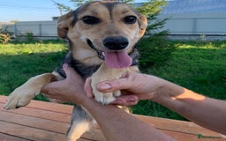 Mixed Breed dogs for adoption: 💖🐶 LOLLY 🐶💖 - Image 10