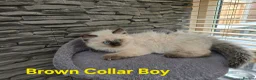 Ragdoll cats for sale: Beautiful ragdolls - Advert 25