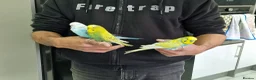 Budgerigars birds for sale: Super Silly hand tamed budgies  - Advert 3