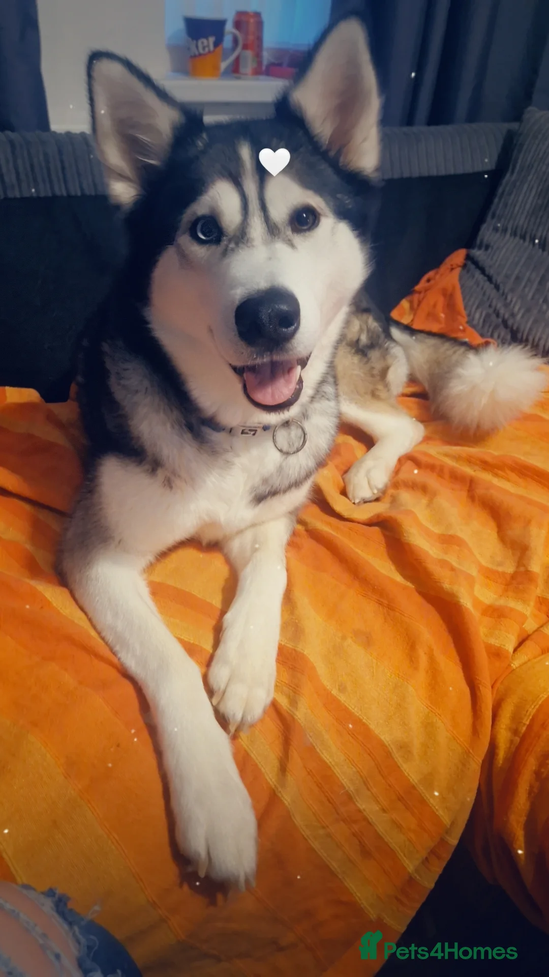 Mixed Breed dogs for sale: £1000 - Advert 8