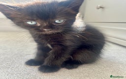Ragdoll cats for sale: Very friendly Affectionate Ragdoll x kitten - Image 2