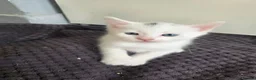 Mixed Breed cats for sale: 🔹️🔸️🔹️Kittens🔸️domestic cat x Ragdoll 🔹️🔸️ - Advert 6