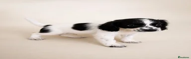 Mixed Breed 2