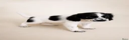 Mixed Breed dogs for sale: Cavacockpoos ready to leave now!  - Advert 10