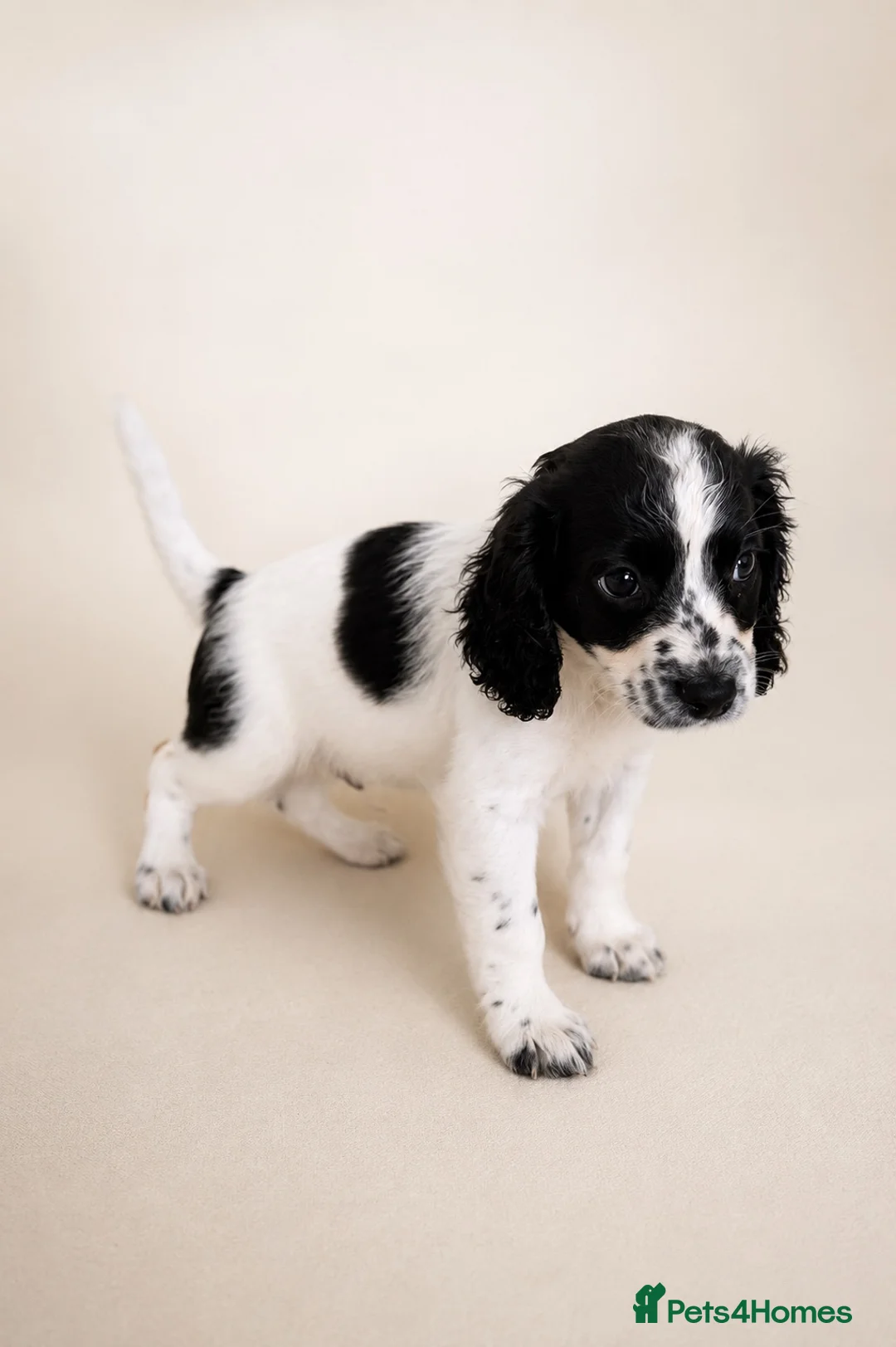 Mixed Breed dogs for sale: Cavacockpoos ready to leave now!  - Advert 10