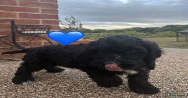 Cockapoo dogs - Advert 14