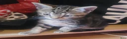 Mixed Breed cats for sale: Urgently Two male kitties looking for new home  in London - Advert 7