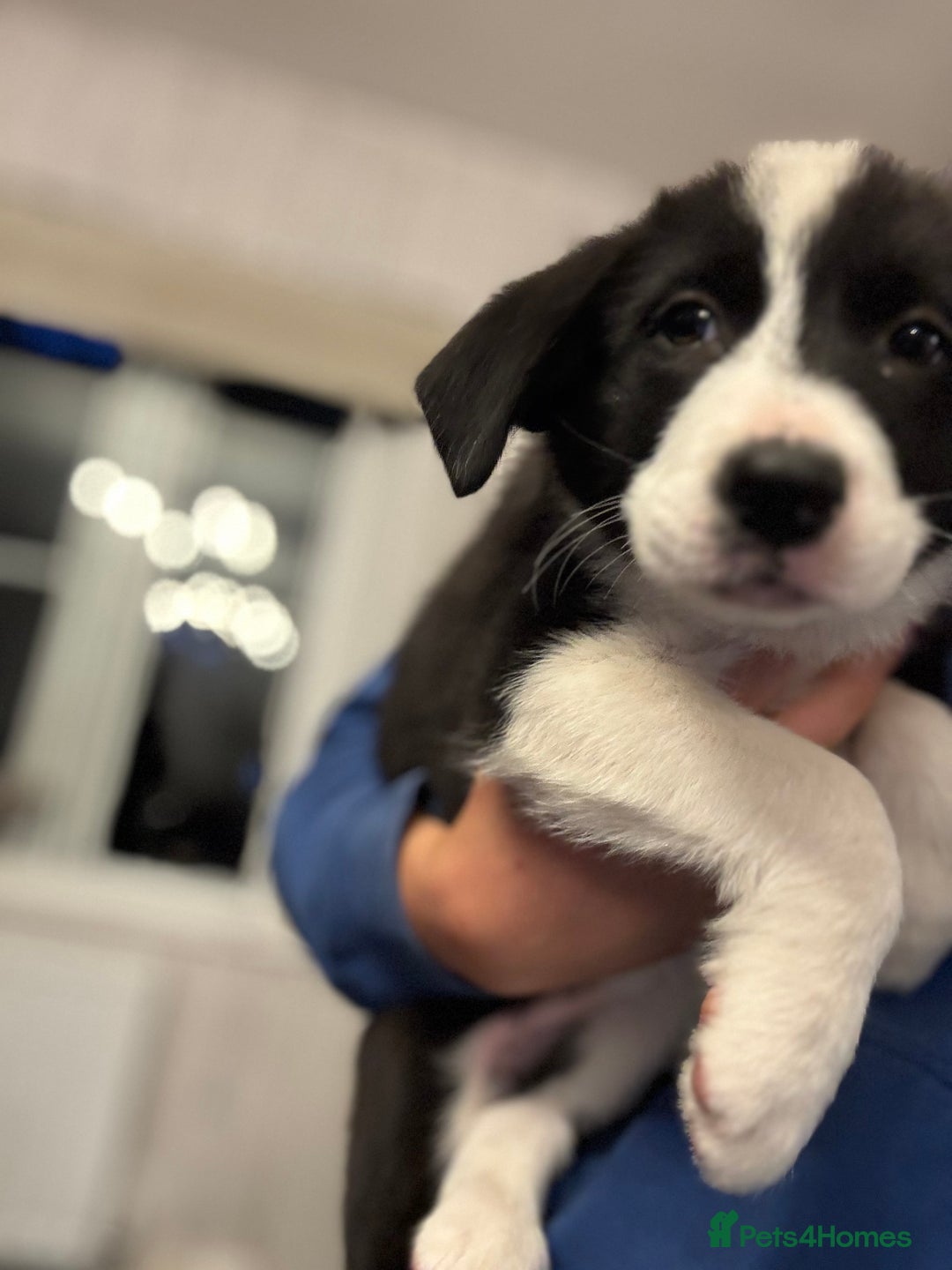 Border Collie dogs for sale: Kennel Club Border Collie Puppies For Sale - Image 39