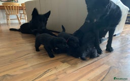 German Shepherd dogs for sale: German Shepherd Puppies  - Image 5