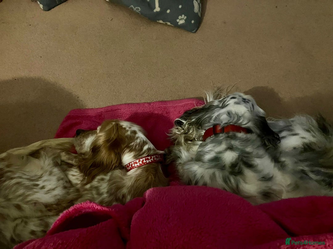 English Setter dogs for adoption: Hendy - Advert 17