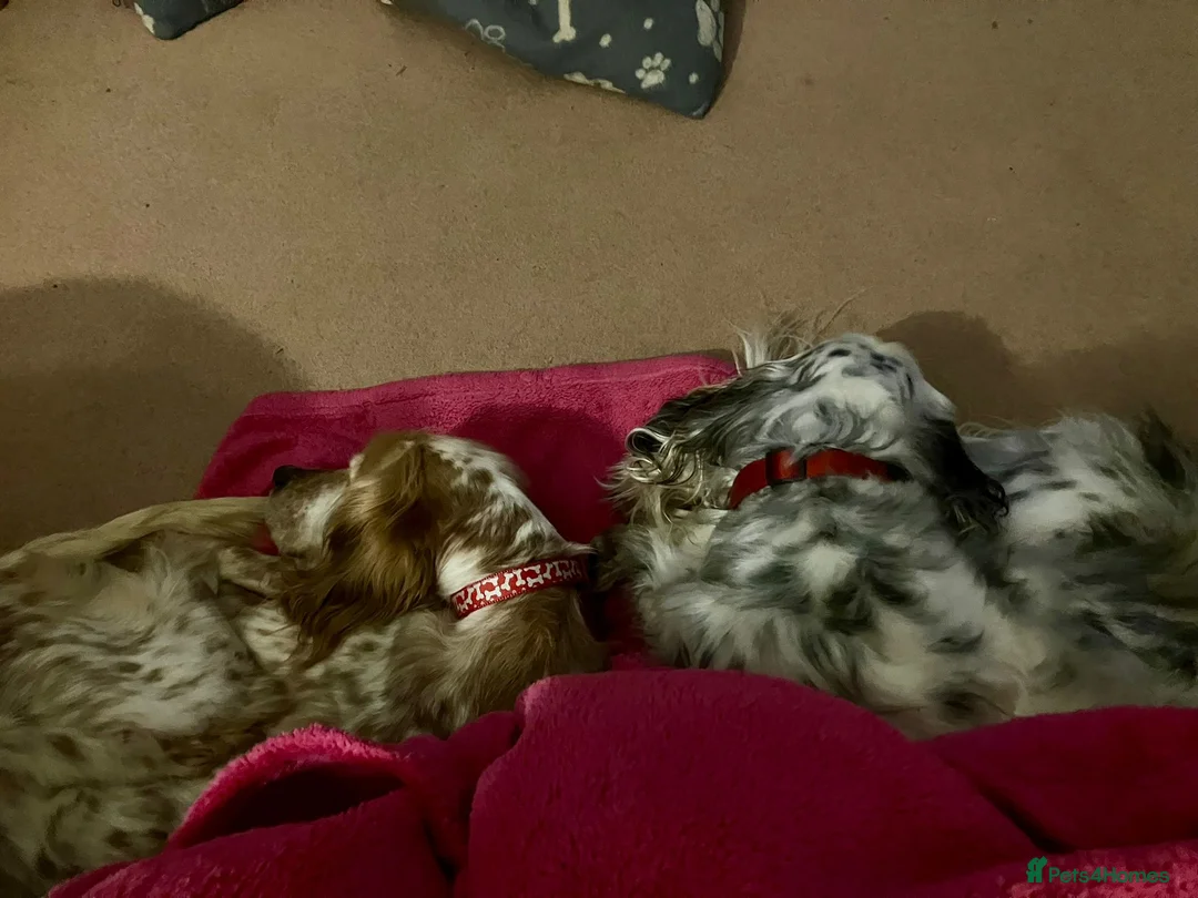 English Setter dogs for adoption: Hendy - Advert 17