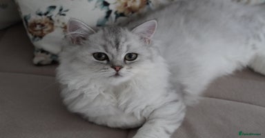British Shorthair cats - Advert 3