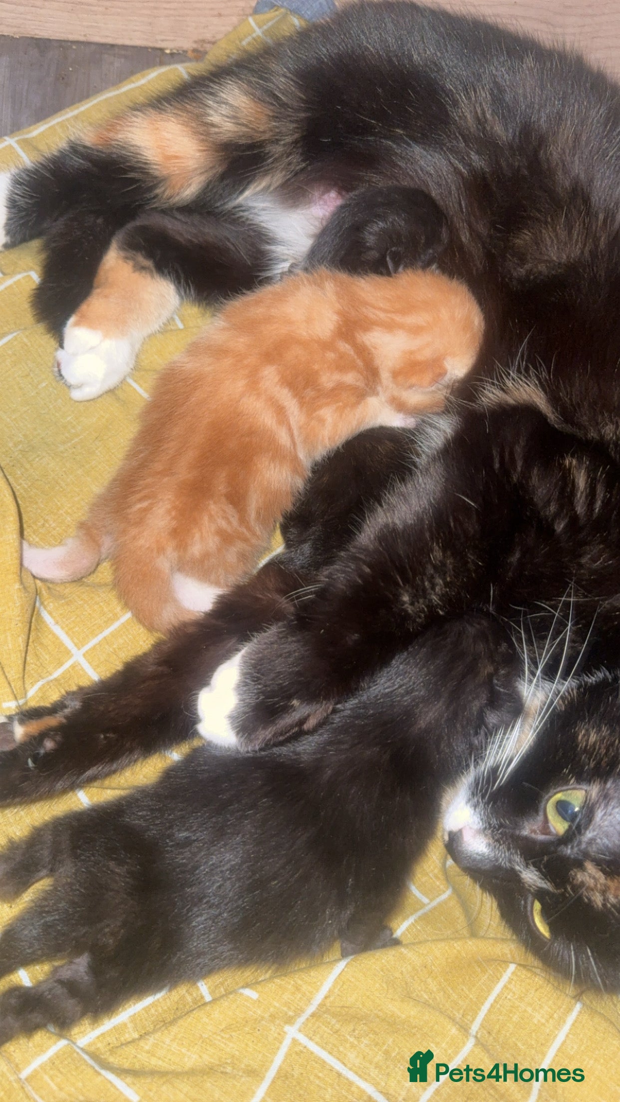 Mixed Breed cats Kittens - Advert 3