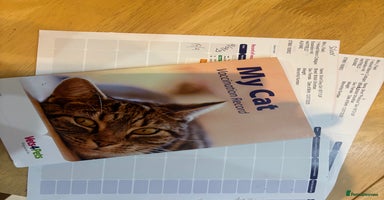 British Shorthair cats - Advert 11