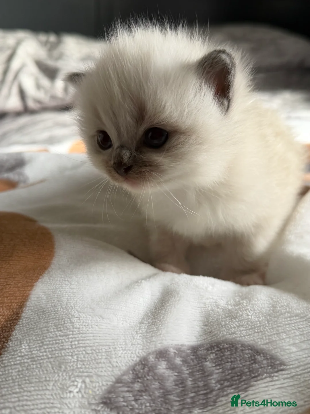 Ragdoll cats for sale: Ragdoll kitten for sale  - Advert 2