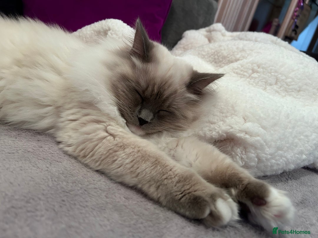 Ragdoll cats for sale: 3 Year Old Beautiful Female Ragdoll  - Image 13